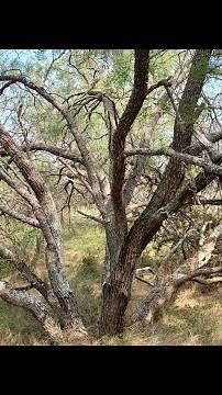 The many uses of mesquite.