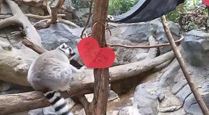 7.5K views · 216 reactions | Happy Valentines Day from the Minnesota Zoo! | Minnesota Zoo | Facebook