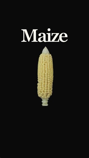How Did Ancient Native Americans Bioengineer Corn?
