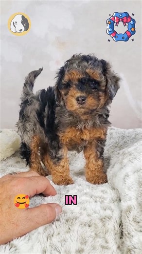 Say hello to Haven, the F1b Cockapoo girl with soft curls, gentle eyes, and a heart full of warmth! 🐾🤍 Hypoallergenic, affectionate, and wonderfully sweet, Haven is the perfect companion for cozy cuddles, playful moments, and lifelong love. She’s calm, loving, and always happiest right by your side — the kind of pup who makes any house feel like home. 🐶✨ Comes with: ✅ Direct Home Delivery ✅ 24/7 Lifetime Vet Support ✅ Microchip & Health Certificate ✅ 3–Year Health Plan (extendable to 10 years