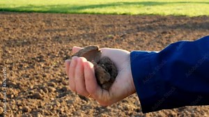 Spring farm work.Arable land.The farmer kneads the earth in his hand in the field.Sowing spring work. Soil condition before planting.Agricultural work.analysis of land and arable land. 4k footage Stock Video