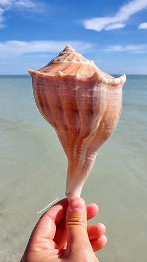 Share if you love Seashells! 💙⬇️ . . . Want to know my BEST shelling tips? Click the "Subscription" tab in my bio for exclusive access! ✨️ . Lightning whelk found on tour with @reel_kind 🐚 . . #shelling #seashells🐚 #beachcombingfinds #tenthousandislands #swflorida #shells finding seashells, shelling in florida, shells at the beach, | The Seashell Mermaid