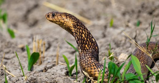Egyptian Cobra (Egyptian Asp)
