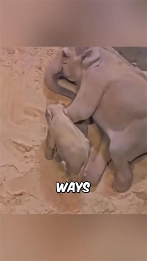 Animals that sleep in very strange ways. #WeirdSleepers #StrangeAnimalSleep #WildSleepHabits #AnimalSleepFacts #BizarreSleepStyles #NatureIsWeird #SleepingWild #SleepLikeAnAnimal #UpsideDownNap #FloatingNapTime #UnderwaterNappers #OneEyeOpenSleep #HalfBrainSleep #JungleNaps | FactPaw