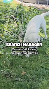 36K views · 886 reactions | He's such a hard worker 藍 #englishlabrador #whitelab #whitelabrador #lab #labrador #labradorretriever #bestfriend #englishlab #justagirlandherdog #bestie #agirlandherdog #labsofinsta #dogsofinsta #unconditionallove #obsessed #ilovehim #mybff #myson #englishlabsofinsta #labradorlover #labradorlife #lablife #retriever #labradorsofinsta #bestie #retrieversofinsta | Roman the English Lab | Facebook