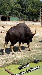 270K views · 7.4K reactions | #animais #bison | Dailson Neiva | Facebook