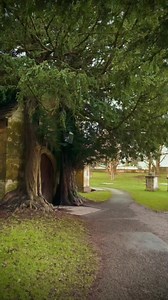 17K views · 1.9K reactions | The Magical Yew Tree Door ✨ ‘Hidden...
