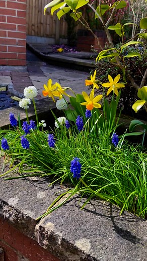 White, yellow, blue spring flowers in my garden #flowers #springflowers #daffodils #primula #grapehyacinth #flowerlovers #fbreelsfypシ゚ | Josephine Crispin