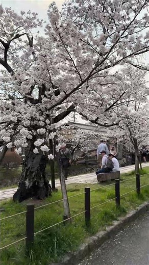 哲学の道- 桜の聖地- 🌸✨ Kyoto's Philosopher’s Path Sakura