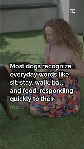 why How Dogs Understand Over 100 Words and Gestures: Unveiling Their Uniqu#viral #facts #dogs
