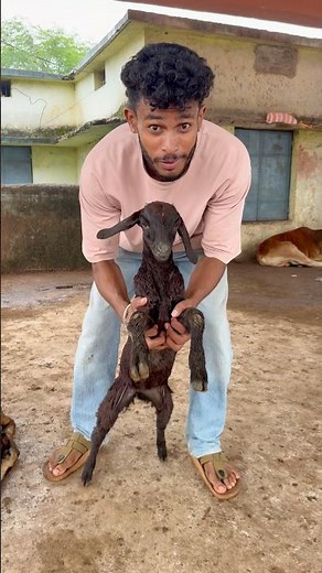 CHOTU LITTLE BLACK GOAT #shorts ‪@FACTFIREKING‬