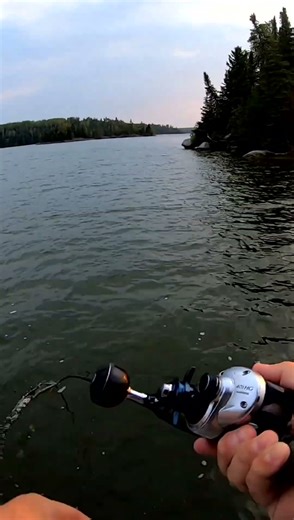 MUSKY strike! #fishing #fishingvideo #fishingvideo #musky #angler #bassfishing #river #lake #sports