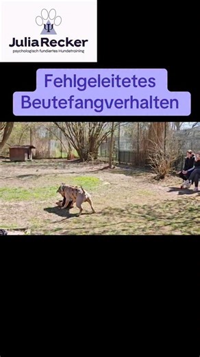 Julia Recker on Instagram: "In diesem Video erkläre ich den Unterschied zwischen fehlgeleitetem Beutefang-Verhalten und sozialem Hetzen beim Hund. #juliarecker #hund #hundeaufinstagram #hundeverstehen #hundepsychologie"