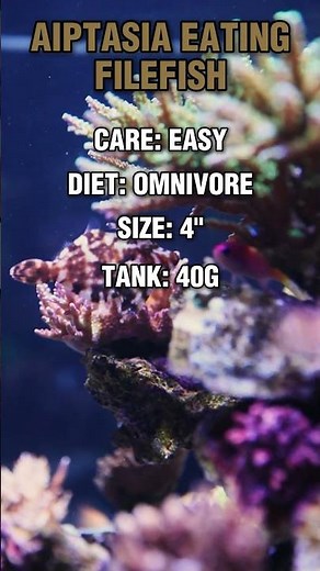 Aiptasia Destroyer! #brstv