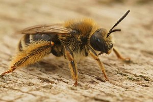 Types of Bees Found in Ohio and Where They Nest