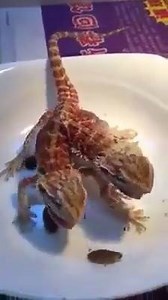 9.5K views · 165 reactions | This two-headed lizard is CRAZY! | RedOrbit.com | Facebook