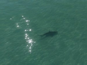 10-Foot Great White Shark Spotted Near Shell Key During Shelling Trip: Watch