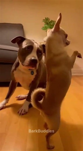 Chihuahua Copying Old Man Walk 😂 #dog #funnydogs #pets #funnyanimals #funnydogs #shortsfeed