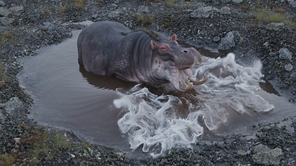 Here’s a quick look at what I’m working on: an animated hippo playing in water, using Flip Fluids in Blender. I’m aiming for realistic water ripples and a fun, playful vibe. Still early stages, but I’m excited about how it’s coming together. Would love to hear your thoughts or any suggestions! #Blender3D #FlipFluids #3DAnimation #HippoAnimation #CGArtist #BlenderCommunity #WIP #3DModeling #FluidSimulation #DigitalArt #AnimationProcess #BlenderRender #CGWork