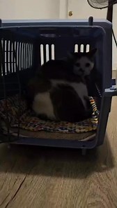 6.8K views · 731 reactions | Mac has arrived at his furever home! ❤️ Safe and sound, and absolutely terrified! | Big Mac The Chonky Cat | Facebook