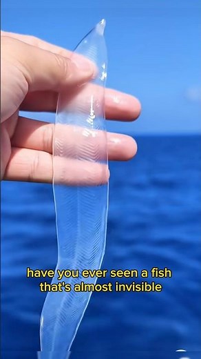 You Won’t Believe This Fish Exists! 🐟✨ | Transparent Fish