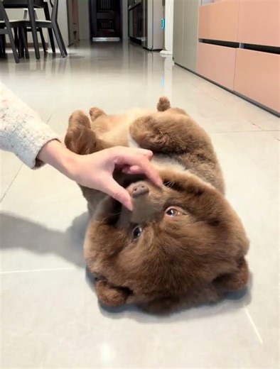 Adorable Pomeranian Puppy in Bear Suit: Join the Creator Support Program