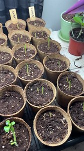 3-inch Biodegradable Fibre Pots Round | Daniel's Plants Naked Pots | No Peat, Just Spruce Fiber! Earth Friendly Plantable Pots | 16 or 60 Pc - Etsy