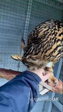 Cute owl loves being petted || Viral Video UK