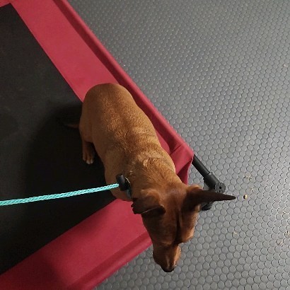 18 reactions | ☀️We welcomed Sol into our Amazing Dog Program today....