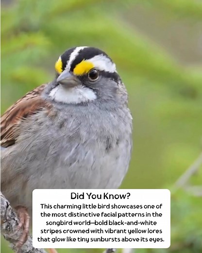 60K views · 1K reactions | This charming little bird showcases one of...