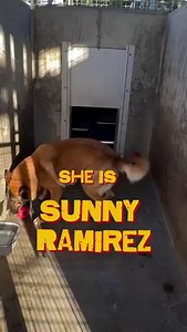 46 reactions · 24 shares | Meet our Sunny Ramirez #A2073665, our ABC7 Community #PetOfTheWeek! Sunny Ramirez is a 4-year-old spayed female that weighs 64-lbs. Sunny Ramirez is a great walking buddy and loves to go on strolls while leashed. She's also got great energy when it comes to playing, and loves affection and belly rubs! Adopt or foster Sunny Ramirez from our East Valley Center today. #LACityPets #Adopt #Foster #DogsOfLA #Dogs #LosAngeles | LA Animal Services | Facebook