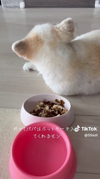 オリジナル楽曲 - チワワ兄弟🐶プリンちゃんを使っているチワワ兄弟🐶プリンちゃん (@55xot)の動画