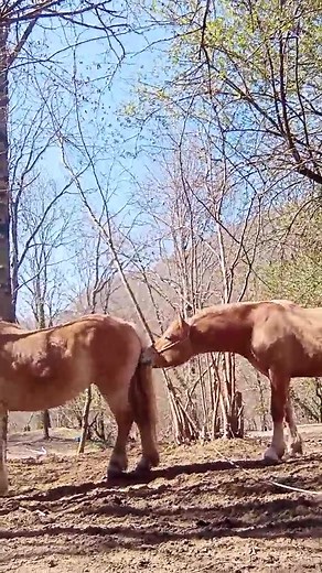 anche questo audio è appropriato 🙈😅 #cavallo #horse #pferd #cheval #caballos #fyp #tiktok #trend #farmgirl #avelignese #haflinger #equitazione #equitation #gandalfstallion