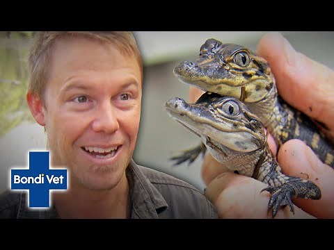 Tim Faulkner Raids Alligator Nest And Incubates 42 Eggs! | Bondi Vet