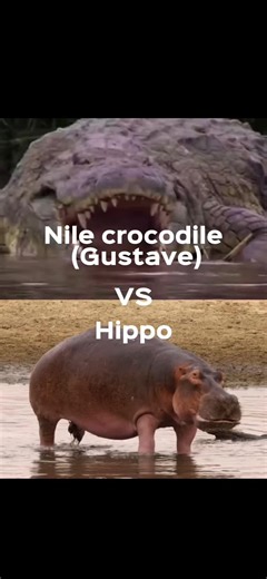 Gustave vs Hippo: A Wildlife Debate