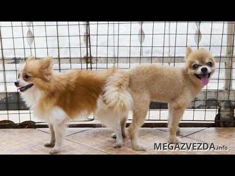 Почему собаки склеиваются попами при спаривании, этому есть объяснение в видео