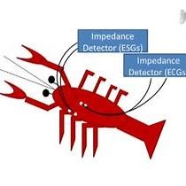 Video: Measures of Heart and Ventilatory Rates in Freely Moving Crayfish