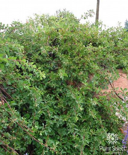 Autumn Amber Sumac - Plant Guide