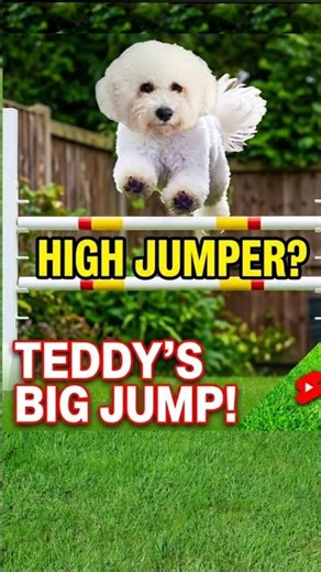 Teddy really thought he was in the Olympics... 🥇🐶 #shorts