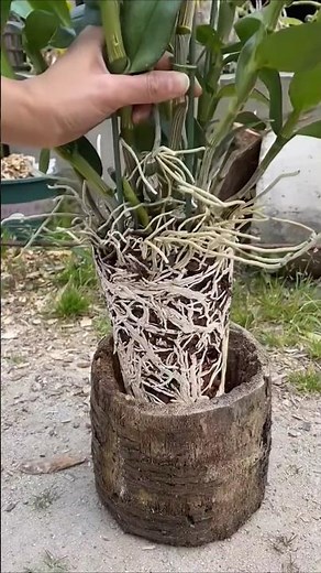 Very SimpleTutorial! How to learning repotting orchid #orchid🌱🌱🌱🌱🌱🌱🍀🌿🌿