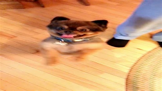 Watch This Proud Pup Show Off Its Perfect Paws