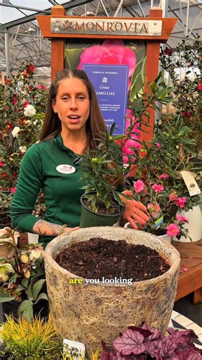 Winter Daphne: A Winter Garden Must-Have ✨ Bring life and fragrance to your winter garden with Winter Daphne! Known for its citrus-scented blooms and glossy evergreen foliage, this standout shrub adds elegance when most plants are resting. Why You’ll Love It 🌸 Fragrant blooms: Pink-and-white flowers perfume the air in late winter to early spring. 🌿 Evergreen interest: Deep-green leaves shine year-round. ❄️ Winter color: Brightens your landscape when it needs it most. 🌤 Easy placement: Thrives