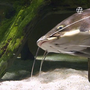 3.6K views · 279 reactions | Our Animal of the Week is the redtail catfish. These fish can grow to be 5 feet in length! | National Aquarium | Facebook
