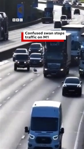 👀 Watch footage of a swan being saved by traffic officers on the M1 🦢 CCTV footage showed vehicles had to come to a complete stop to avoid hitting the bird. It's thought the bird mistook the haze on the road surface for a body of water. 📸 National Highways | BBC Northamptonshire