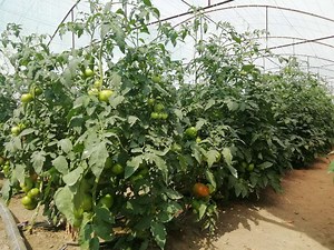 Вижте как да торите, ако искате едри и здрави домати (  рецепти) - Agrozona.bg