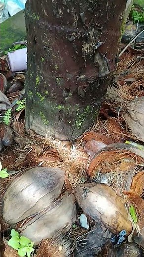 Circle of Life 🌴✨ | Coconut Sprouts Under Parent Tree | From Fall to Life 🥥🌱 | Nature’s Renewal 🌿
