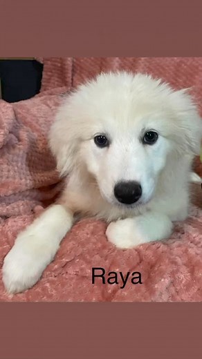Here is Rayas X-rays prayers that the splint heals her leg | Crossed Paws Pet Rescue