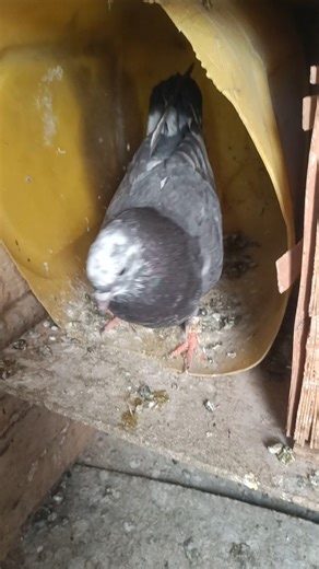 #pigeon #pigeon #kabootarloft0033 #vilogpigeon #bird