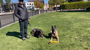 11K views · 1.5K reactions | Distraction training. In this case for...