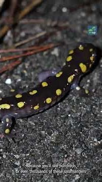 "Big Night" for amphibians and the humans who protect them #wildlife #science #animals #salamander